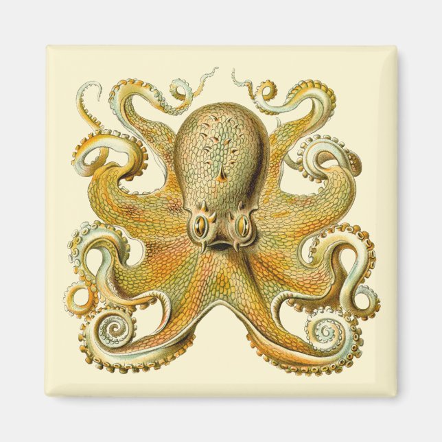 Vintag Kraken, Octopus Gamochonia, Ernst Haeckel Magnet (Vorne)