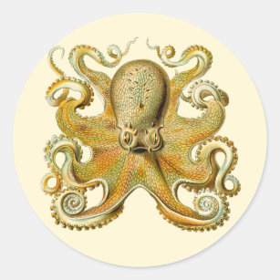 Vintag Kraken, Octopus Gamochonia, Ernst Haeckel Runder Aufkleber