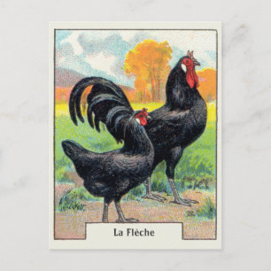 Vintag La Fleche Chicken Postkarte
