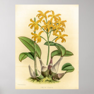 Vintag Laelia Flava Orchid Blume Poster