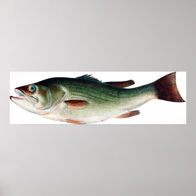 Vintag Largemouth Bass Poster (Vorne)
