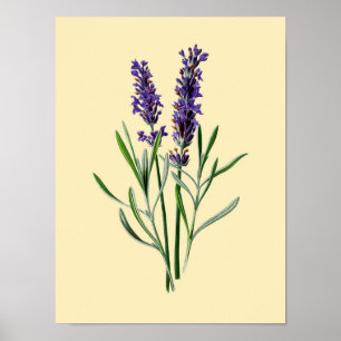 Vintag Lavendel Blume #3 Poster