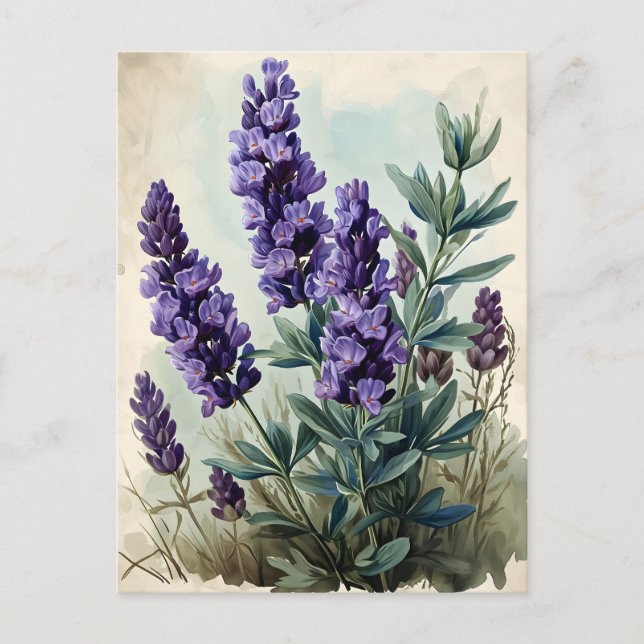 Vintag Lavendel Postkarte (Vorderseite)
