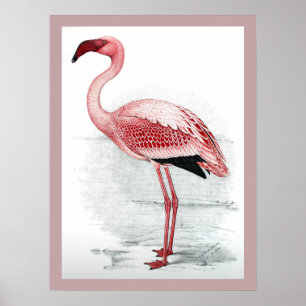 Vintag Lesser Flamingo Claude Gibney Finch Davies Poster
