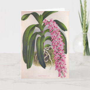 Vintag Lilac Orchid Aerides Fieldingi Lindenia Karte