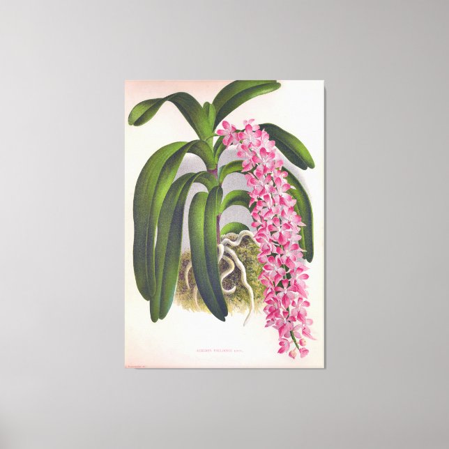 Vintag Lilac Orchid Aerides Fieldingi Lindenia Leinwanddruck (Vorderseite)