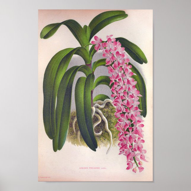 Vintag Lilac Orchid Aerides Fieldingi Lindenia Poster (Vorne)