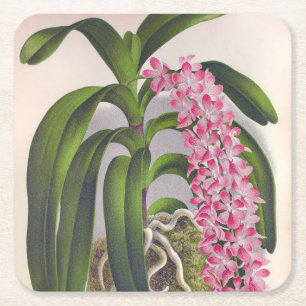 Vintag Lilac Orchid Aerides Fieldingi Lindenia Rechteckiger Pappuntersetzer