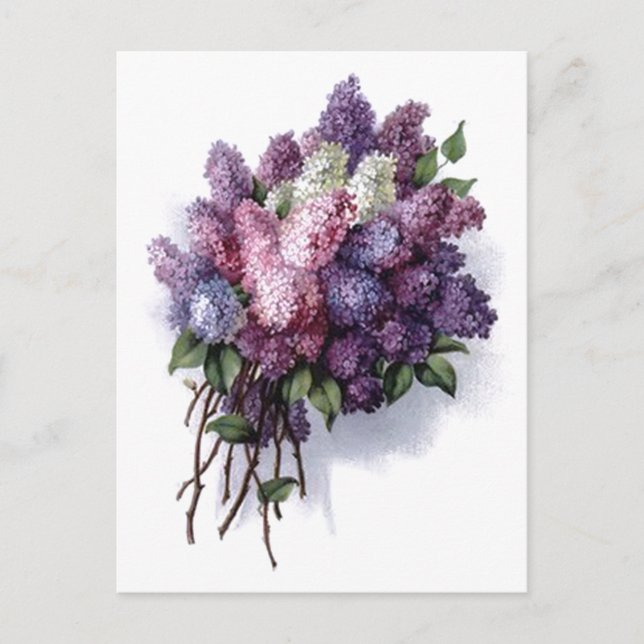 Vintag Lilacs Postkarte (Vorderseite)