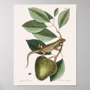 Vintag Lizard Illustration Poster