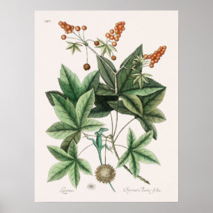 Vintag Lizard Illustration Poster