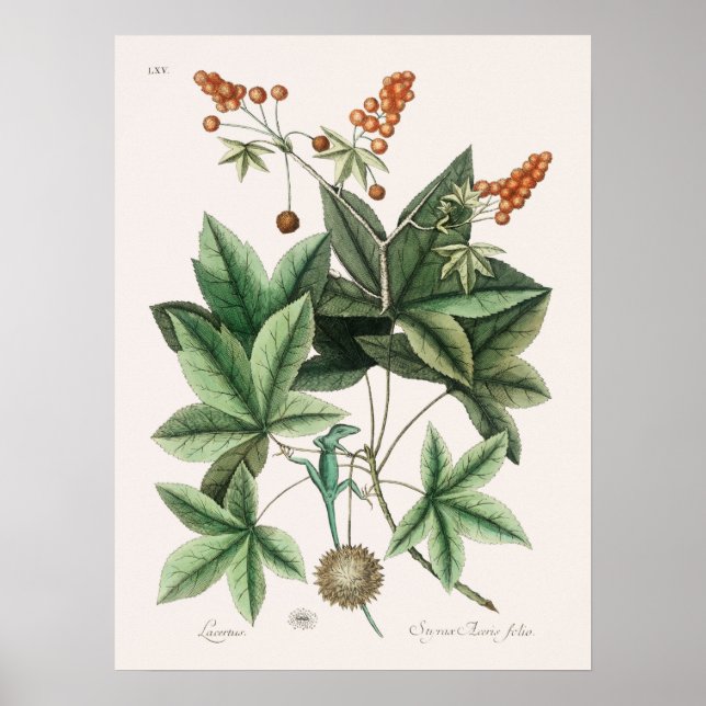 Vintag Lizard Illustration Poster (Vorne)