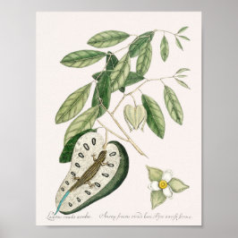 Vintag Lizard Illustration Poster