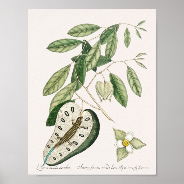 Vintag Lizard Illustration Poster (Vorne)