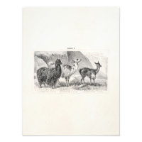 Vintag Llama Alpaca Template Llamas Alpacas