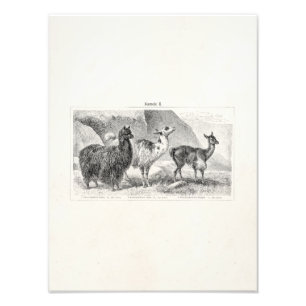 Vintag Llama Alpaca Template Llamas Alpacas Fotodruck