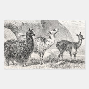 Vintag Llama Alpaca Template Llamas Alpacas Rechteckiger Aufkleber