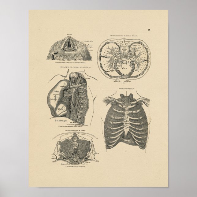 Vintag Lung Heart Anatomy 1880 Print Poster (Vorne)