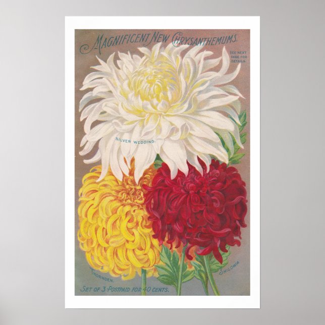 Vintag Magnificent Mums Poster (Vorne)