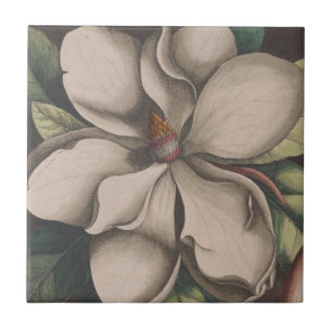 Vintag Magnolia Blume Illustration Fliese