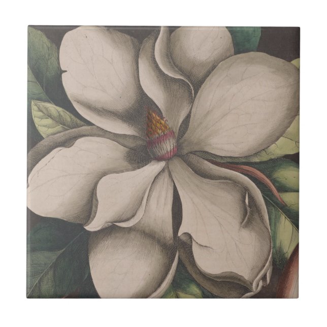 Vintag Magnolia Blume Illustration Fliese (Vorderseite)