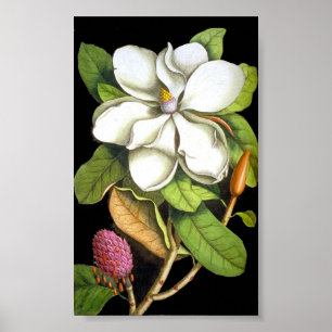 Vintag Magnolia Botanical Poster