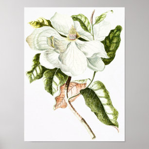 Vintag Magnolia Botanische Illustration Poster