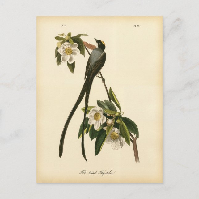 Vintag Magnolia Floral Bird Flycatcher Postkarte (Vorderseite)
