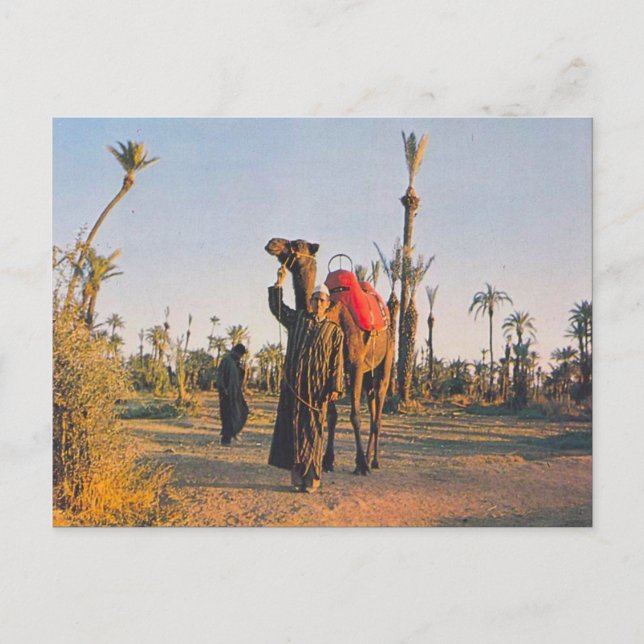 Vintag Marrakesch, Camels Postkarte (Vorderseite)