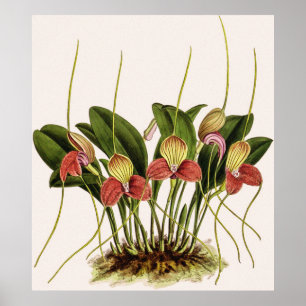 Vintag Masdevallia Shuttleworthii Orchid Poster