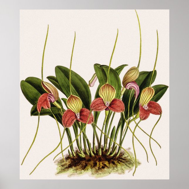 Vintag Masdevallia Shuttleworthii Orchid Poster (Vorne)