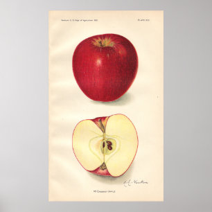 Vintag McCroskey Apple Poster