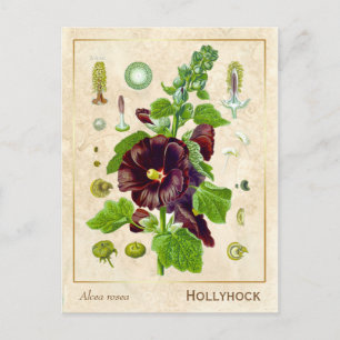 Vintag Medicinal Pflanze Hollyhock Blume Botanisch Postkarte