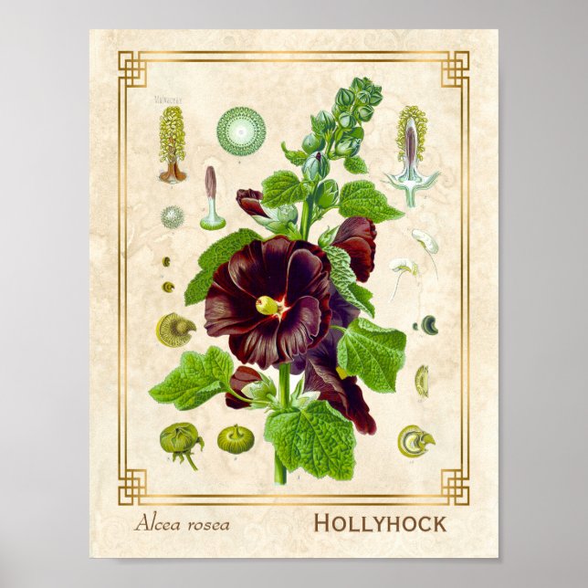 Vintag Medicinal Pflanze Lila Hollyhock Blume Poster (Vorne)