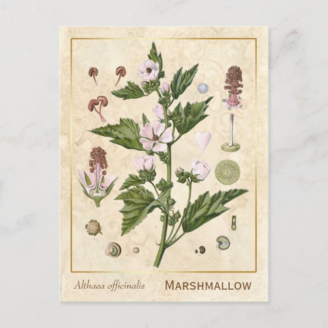 Vintag Medicinal Pflanze Marshmallow Botanical Postkarte (Vorderseite)