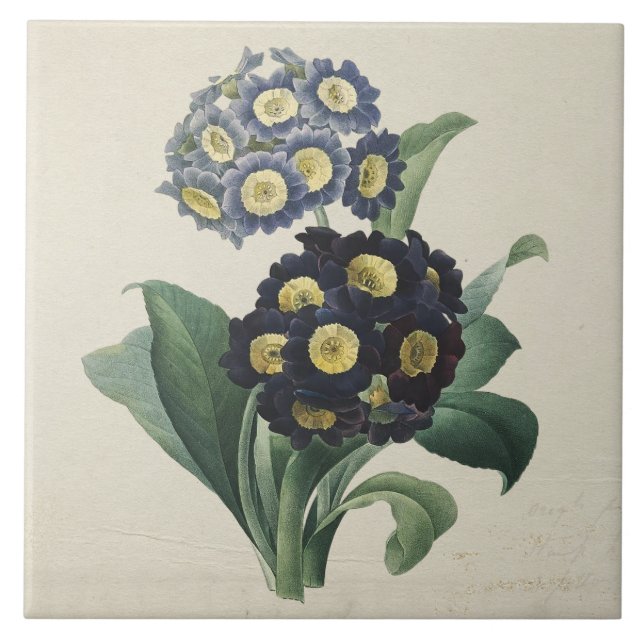 Vintag Moody Blue Auricula Primroses Fliese (Vorderseite)