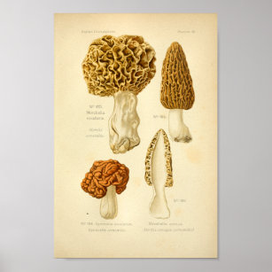 Vintag Morchella Brown Mushrooms Kunst, Dichtung u Poster