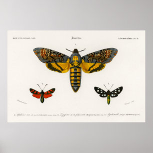 Vintag Moth Illustration Poster