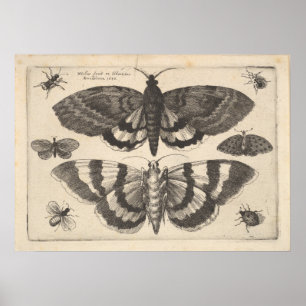 Vintag Moth Lepidoptera Art Print (64) Poster