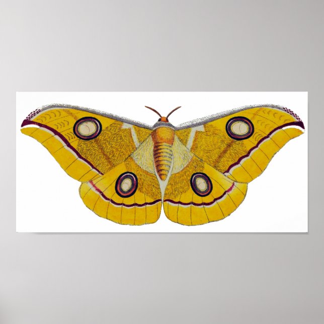 Vintag Moth Poster (Vorne)