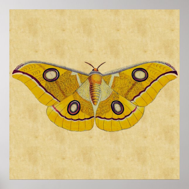 Vintag Moth Poster (Vorne)