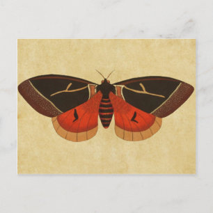 Vintag Moth Postkarte