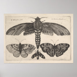 Vintag Moths Butterflies Lepidoptera Print (63) Poster