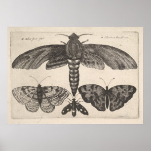 Vintag Moths Butterflies Lepidoptera Print (63) Poster