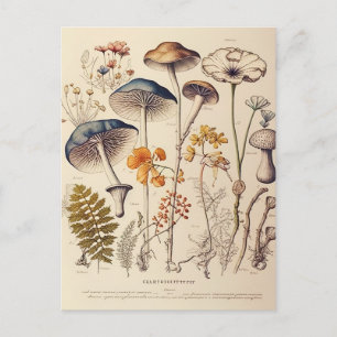 Vintag Mushroom Naturalist Postkarte