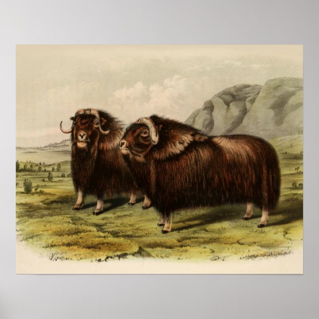 Vintag Muskoxen Poster (Vorne)