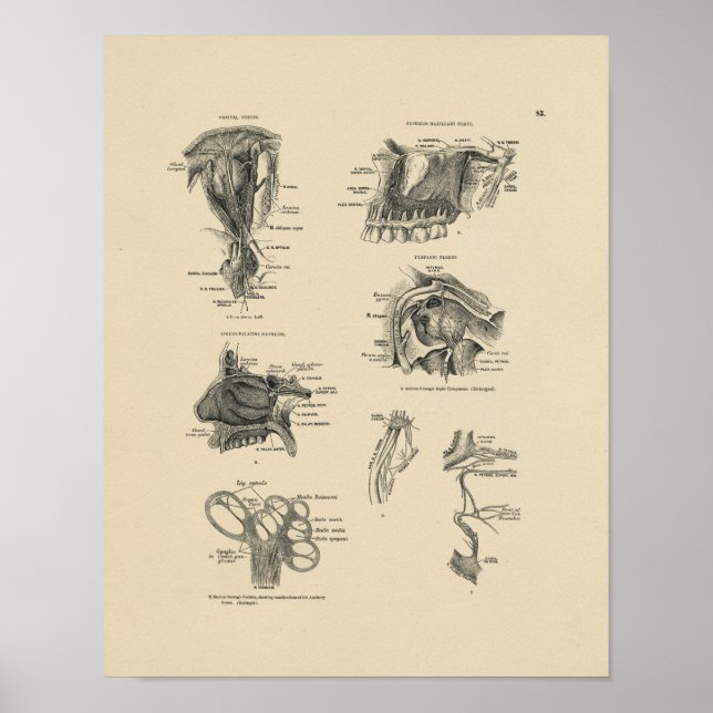 Vintag Nerve Anatomy 1880 Print Poster (Vorne)