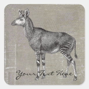 Vintag Okapi Quadratischer Aufkleber