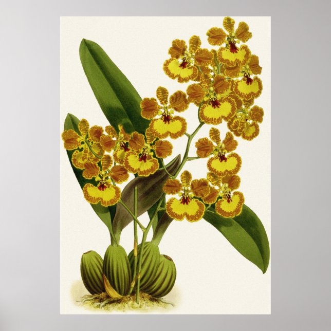 Vintag Oncidium Gardneri Orchid Blume Poster (Vorne)