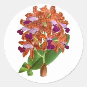 Vintag Orange Lila Orchid Blume_GC - Aufkleber